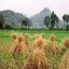 rice straw image