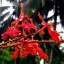 image of fire orchid