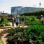 image of garden plots