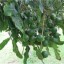 image of macadamia tree