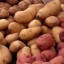 image of starchy root crops