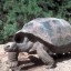 image of tortoise