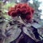 image of achuete plant