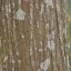 image of bagalunga trunk