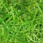 image of carrageenan