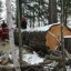 image of logging concession