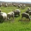 image of pasture