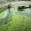 algae image