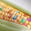 image of biotech crop