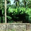 image of intercropping