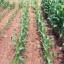 image of nutrient deficiency on plants