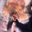 fmd image