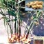 image of ginger plant
