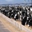 image of livestock revolution