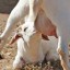 image of mammal specie breasfeeding her young