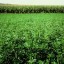 image of alfalfa propagation