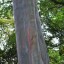 image of bagras tree