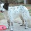 image of border collie