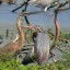 image of candaba swamp