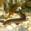 image of dojo fish