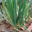 image of allium