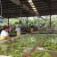 image of banana submerge on water