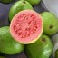 image of guava