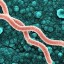image of helicobacter strain