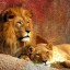image of lions