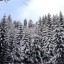 image of pine trees