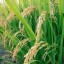 image of rice