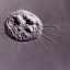 image of single celled capsaspora owczarzaki