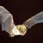 bats