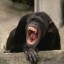 chimpanzee yawning