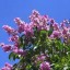 image of banaba as ornamental plant