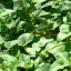 image of chinese kangkong