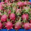 image of dragon fruit image of dragon fruit