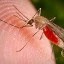 image of malaria mosquito