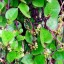 image of purplish red variety of alugbati