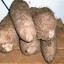 image of yam tubers