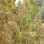 quinoa plant