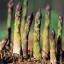image of bamboo shoot