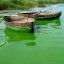 image of algae bloom
