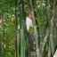 image of climbing bamboo
