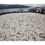 image of massive fish kill in batangas' taal lake, philippines