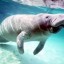 image of sea cow