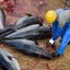 bluefin tuna image