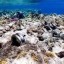 image of coral damage