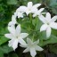 image of jasmine labeled by chinese communist leadership as subversive flower