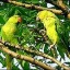 image of parakeets